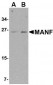 MANF Antibody